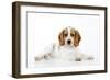 Cocker Spaniel-null-Framed Photographic Print