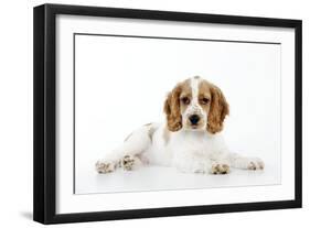 Cocker Spaniel-null-Framed Photographic Print