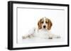 Cocker Spaniel-null-Framed Photographic Print