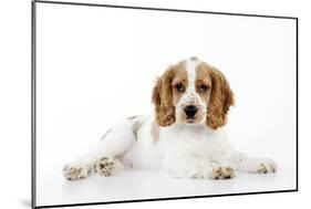 Cocker Spaniel-null-Mounted Photographic Print