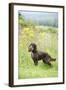 Cocker Spaniel-null-Framed Photographic Print