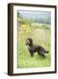 Cocker Spaniel-null-Framed Photographic Print