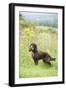 Cocker Spaniel-null-Framed Photographic Print