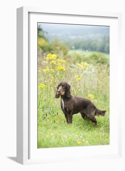 Cocker Spaniel-null-Framed Photographic Print