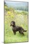 Cocker Spaniel-null-Mounted Photographic Print