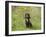 Cocker Spaniel-null-Framed Photographic Print