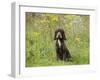 Cocker Spaniel-null-Framed Photographic Print