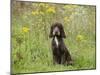 Cocker Spaniel-null-Mounted Photographic Print