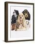 Cocker Spaniel-Barbara Keith-Framed Giclee Print