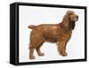 Cocker Spaniel-Harro Maass-Framed Stretched Canvas