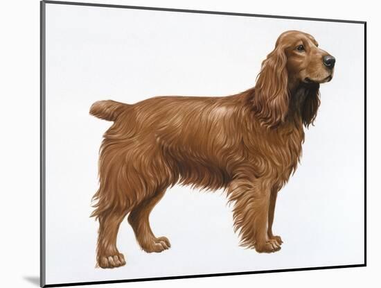 Cocker Spaniel-Harro Maass-Mounted Giclee Print