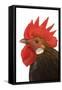 Cockerel Breed Bassette Liegeoise in Studio-null-Framed Stretched Canvas