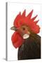 Cockerel Breed Bassette Liegeoise in Studio-null-Stretched Canvas