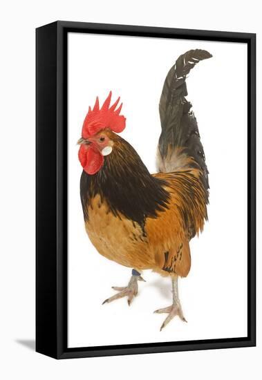 Cockerel Breed Bassette Liegeoise in Studio-null-Framed Stretched Canvas