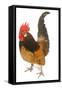 Cockerel Breed Bassette Liegeoise in Studio-null-Framed Stretched Canvas