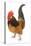 Cockerel Breed Bassette Liegeoise in Studio-null-Stretched Canvas