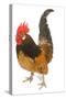 Cockerel Breed Bassette Liegeoise in Studio-null-Stretched Canvas