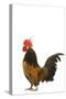 Cockerel Breed Bassette Liegeoise in Studio-null-Stretched Canvas