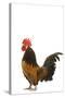 Cockerel Breed Bassette Liegeoise in Studio-null-Stretched Canvas