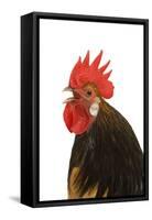Cockerel Breed Bassette Liegeoise in Studio-null-Framed Stretched Canvas