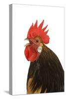 Cockerel Breed Bassette Liegeoise in Studio-null-Stretched Canvas