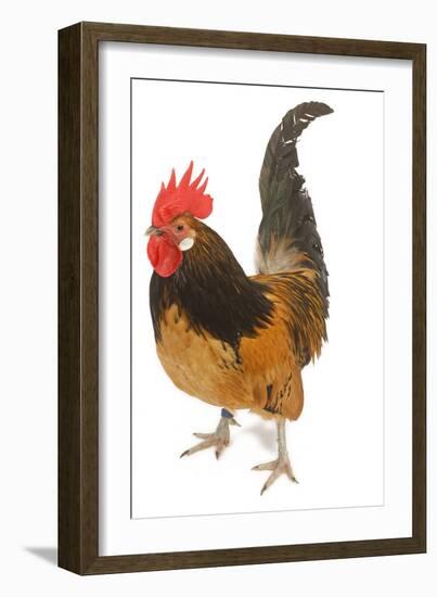 Cockerel Breed Bassette Liegeoise in Studio-null-Framed Photographic Print