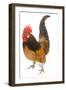 Cockerel Breed Bassette Liegeoise in Studio-null-Framed Photographic Print