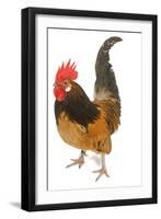 Cockerel Breed Bassette Liegeoise in Studio-null-Framed Photographic Print