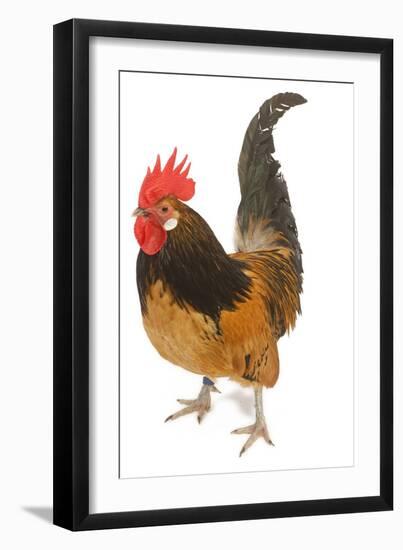 Cockerel Breed Bassette Liegeoise in Studio-null-Framed Photographic Print