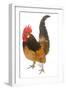 Cockerel Breed Bassette Liegeoise in Studio-null-Framed Photographic Print