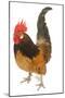 Cockerel Breed Bassette Liegeoise in Studio-null-Mounted Photographic Print