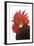 Cockerel Breed Bassette Liegeoise in Studio-null-Framed Photographic Print