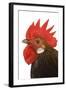 Cockerel Breed Bassette Liegeoise in Studio-null-Framed Photographic Print