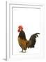 Cockerel Breed Bassette Liegeoise in Studio-null-Framed Photographic Print
