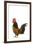 Cockerel Breed Bassette Liegeoise in Studio-null-Framed Photographic Print