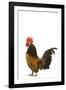 Cockerel Breed Bassette Liegeoise in Studio-null-Framed Photographic Print