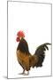 Cockerel Breed Bassette Liegeoise in Studio-null-Mounted Photographic Print