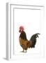 Cockerel Breed Bassette Liegeoise in Studio-null-Framed Photographic Print