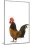 Cockerel Breed Bassette Liegeoise in Studio-null-Mounted Photographic Print