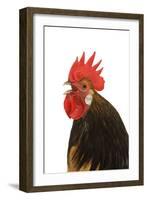 Cockerel Breed Bassette Liegeoise in Studio-null-Framed Photographic Print