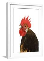 Cockerel Breed Bassette Liegeoise in Studio-null-Framed Photographic Print