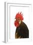 Cockerel Breed Bassette Liegeoise in Studio-null-Framed Photographic Print