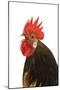 Cockerel Breed Bassette Liegeoise in Studio-null-Mounted Photographic Print