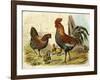 Cockerel, Hen and Chicks in a Farmyard-null-Framed Art Print