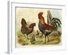 Cockerel, Hen and Chicks in a Farmyard-null-Framed Art Print