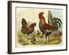 Cockerel, Hen and Chicks in a Farmyard-null-Framed Art Print