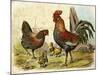 Cockerel, Hen and Chicks in a Farmyard-null-Mounted Art Print