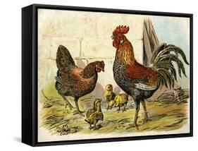 Cockerel, Hen and Chicks in a Farmyard-null-Framed Stretched Canvas