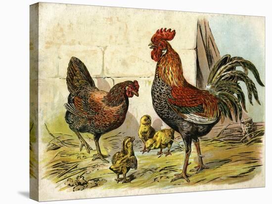 Cockerel, Hen and Chicks in a Farmyard-null-Stretched Canvas