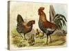 Cockerel, Hen and Chicks in a Farmyard-null-Stretched Canvas